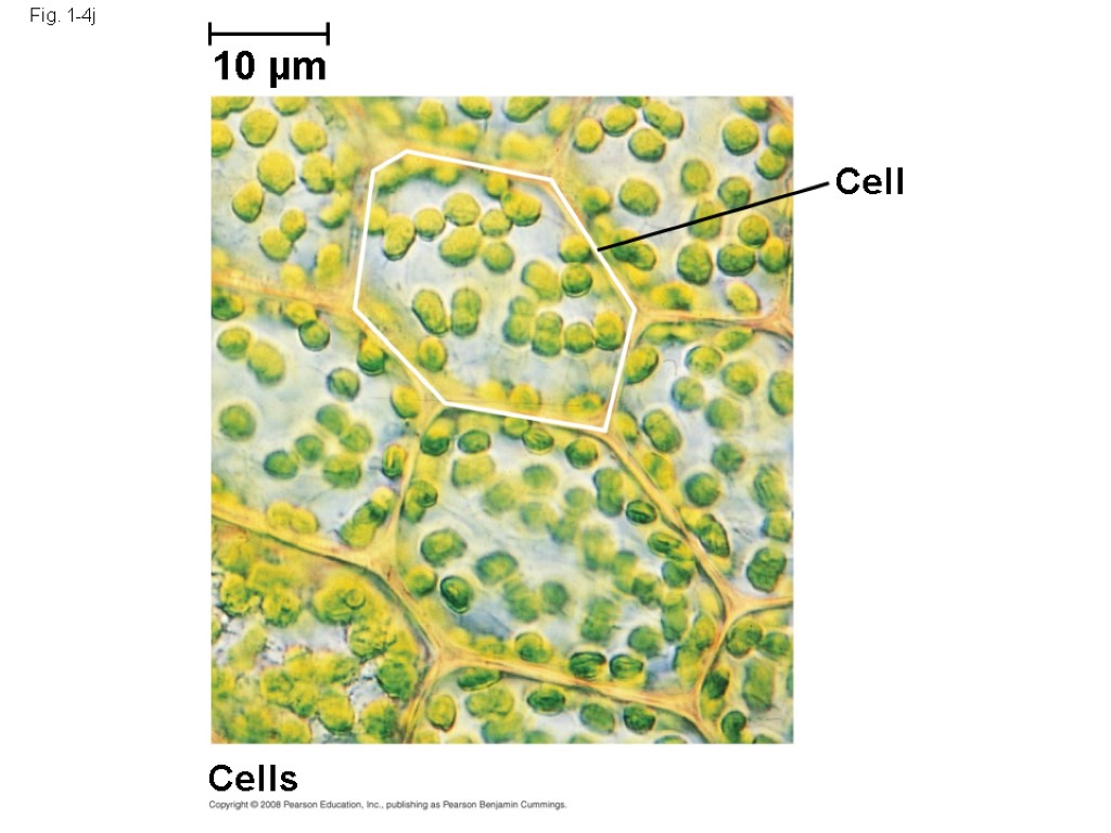 Fig. 1-4j Cells Cell 10 µm